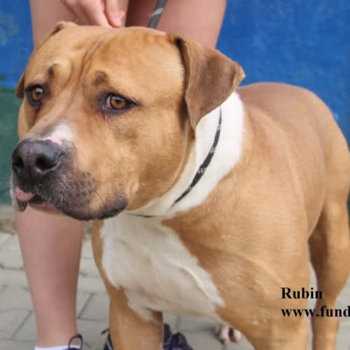 Psy ze schroniska do adopcji Rubin