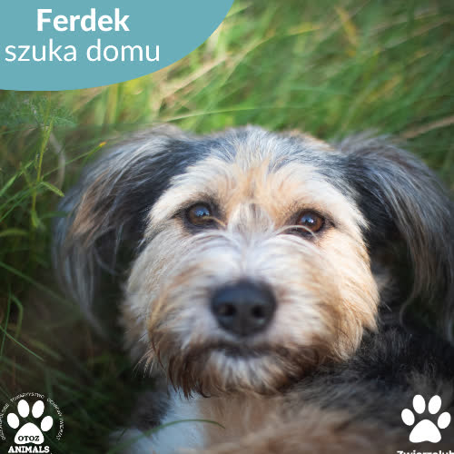 Psy ze schroniska do adopcji Ferdek