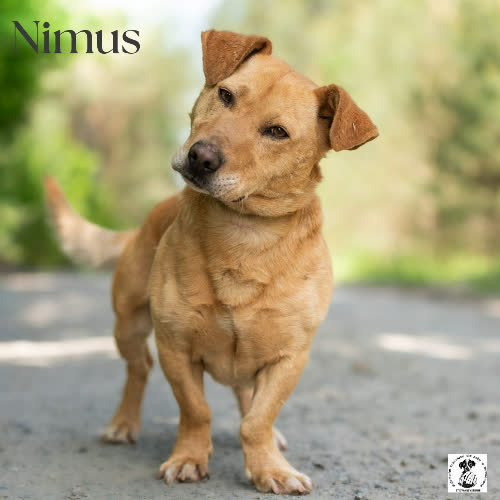 Psy ze schroniska do adopcji Spokojny NIMUS 