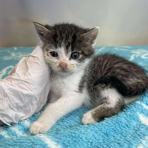 Koty ze schroniska do adopcji Żelek