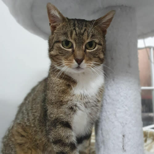 Koty ze schroniska do adopcji Richard