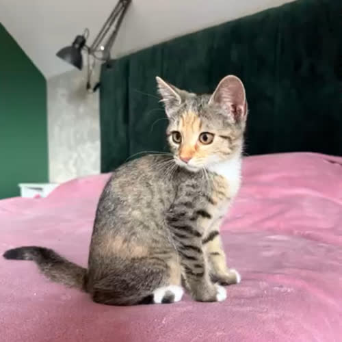 Koty ze schroniska do adopcji Flora