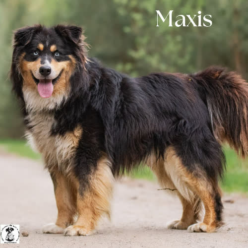 Magnetyczny MAXIS