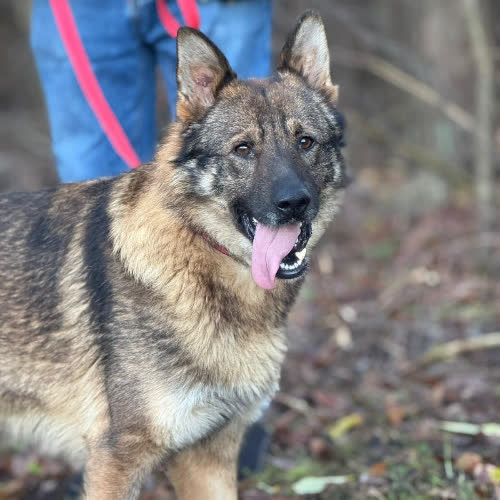 Psy ze schroniska do adopcji Komisarz