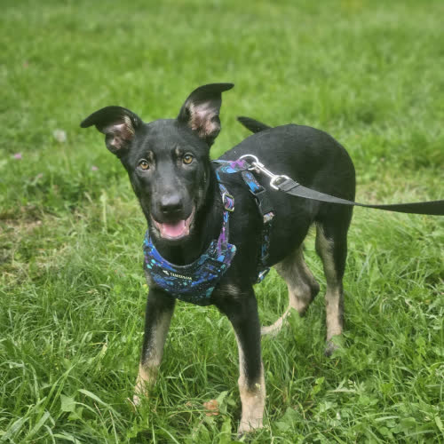 Szczeniak suczka nr 1