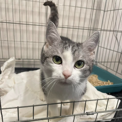 Koty ze schroniska do adopcji Wiktoria