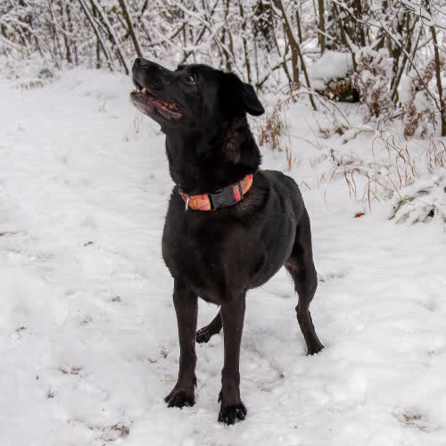 Psy ze schroniska do adopcji Czarna