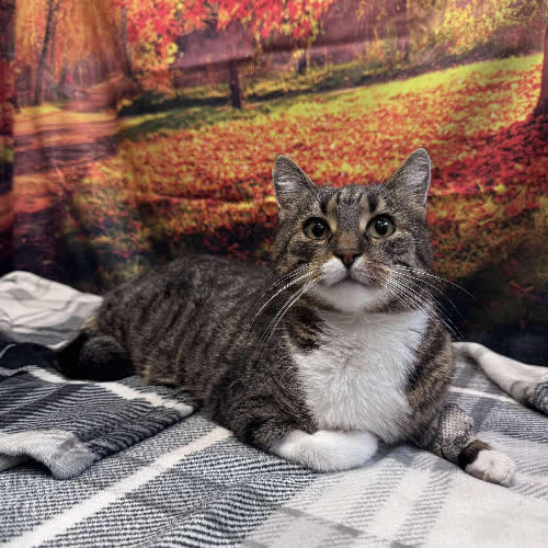 Koty ze schroniska do adopcji A128