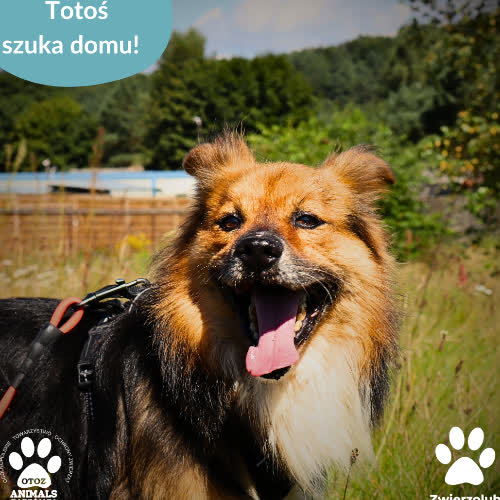 Psy ze schroniska do adopcji Totoś