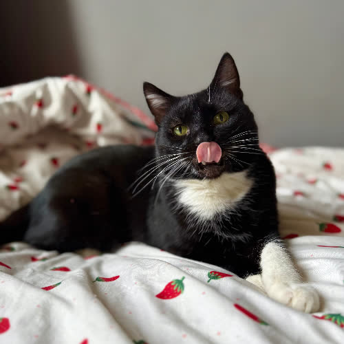 Koty ze schroniska do adopcji Pędzelek