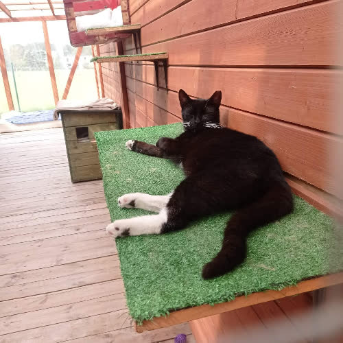 Koty ze schroniska do adopcji Filemon