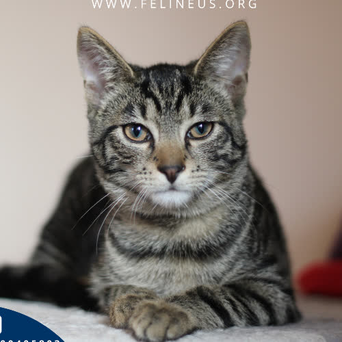 Koty ze schroniska do adopcji Alister