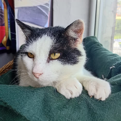 Koty ze schroniska do adopcji Samson