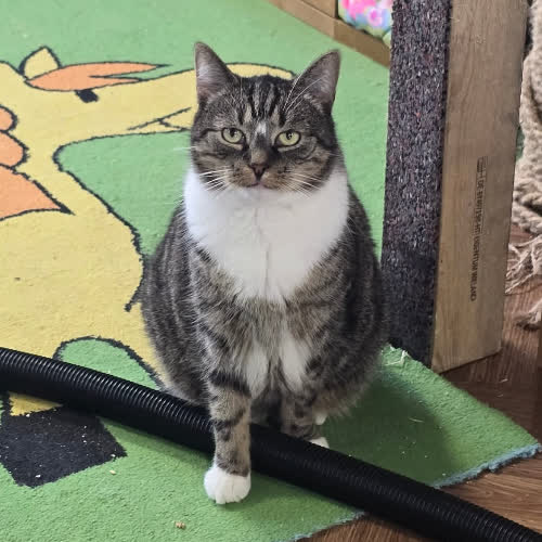 Koty ze schroniska do adopcji Maciuś