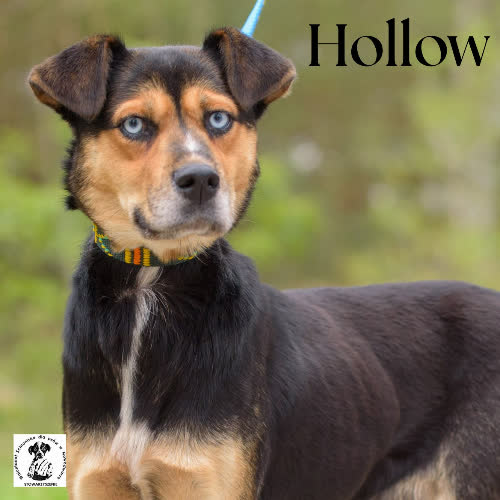 Psy ze schroniska do adopcji Hollow