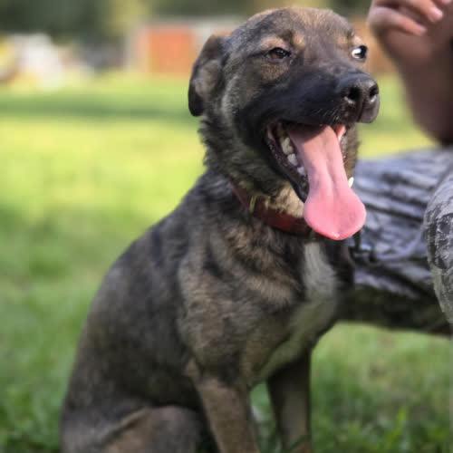 Psy ze schroniska do adopcji Suczka szczeniak 