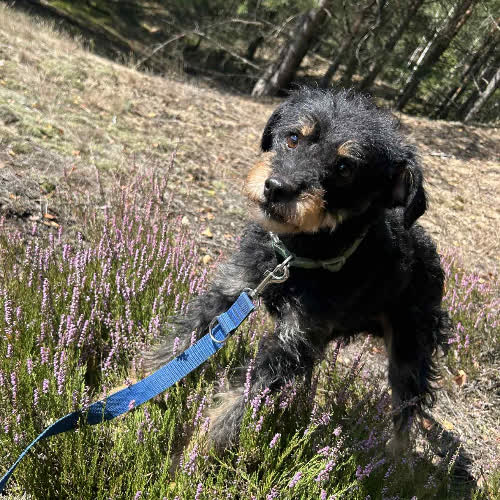 Psy ze schroniska do adopcji Sisi