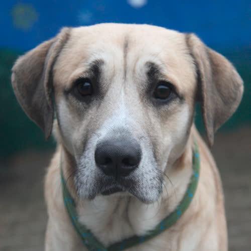 Psy ze schroniska do adopcji Boston
