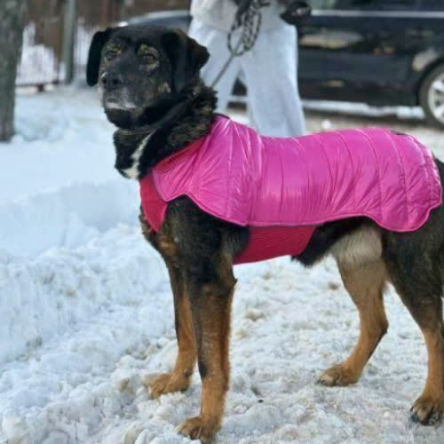 Psy ze schroniska do adopcji Zmarszczka