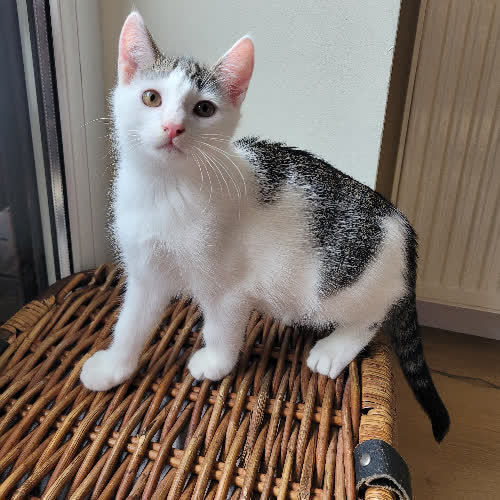 Koty ze schroniska do adopcji Sprite