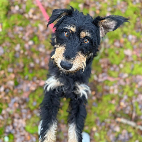 Psy ze schroniska do adopcji Łestern