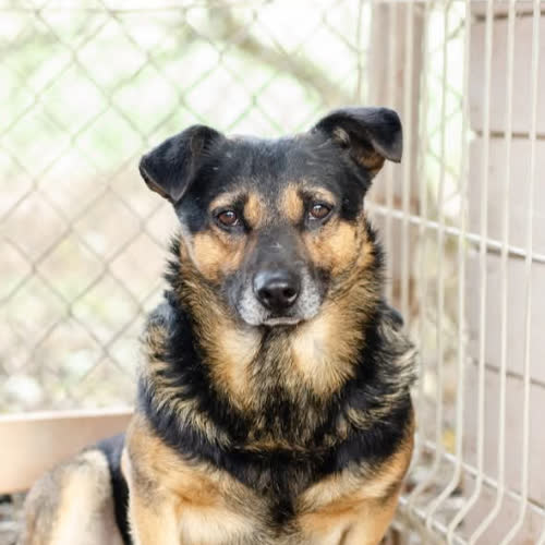 Psy ze schroniska do adopcji Edek