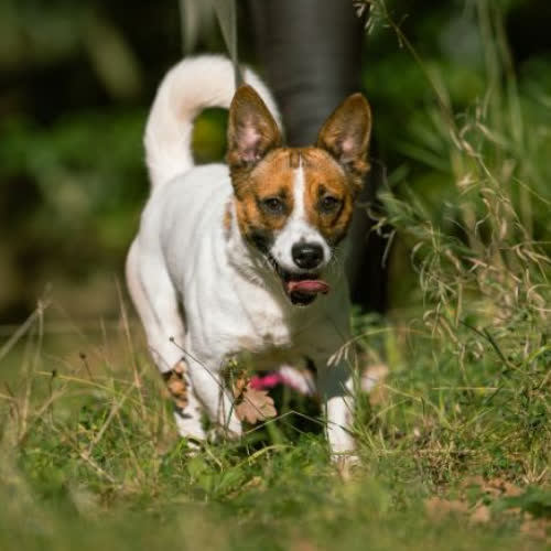 Psy ze schroniska do adopcji Piko