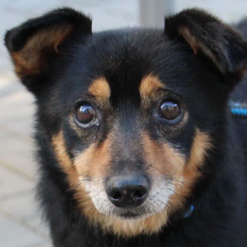 Psy ze schroniska do adopcji Kokosz 