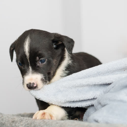 Psy ze schroniska do adopcji Szczeniak nr 2 