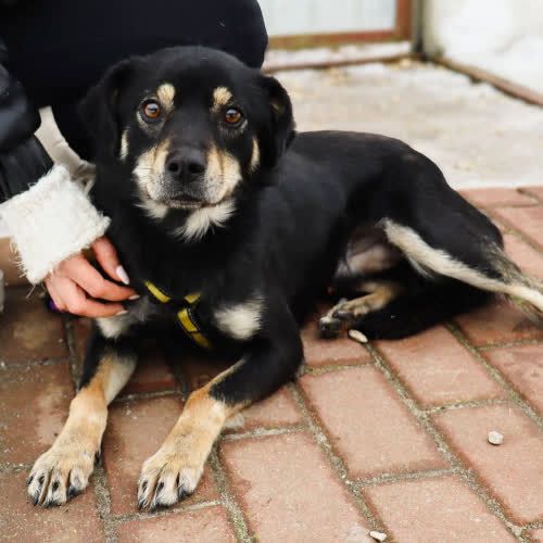 Psy ze schroniska do adopcji Rubin