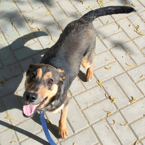 Psy ze schroniska do adopcji ZOSIA