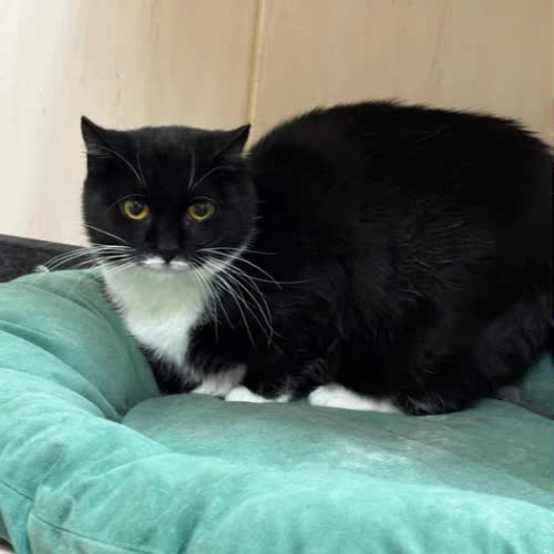 Koty ze schroniska do adopcji Muza