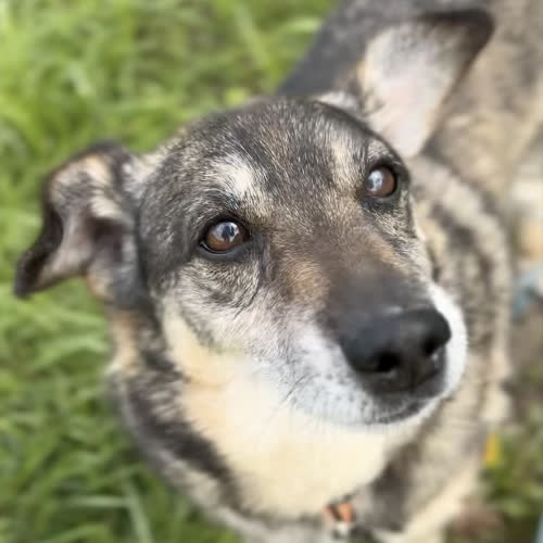 Psy ze schroniska do adopcji Szafirek