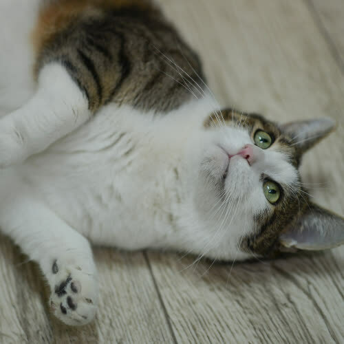 Koty ze schroniska do adopcji Lucky