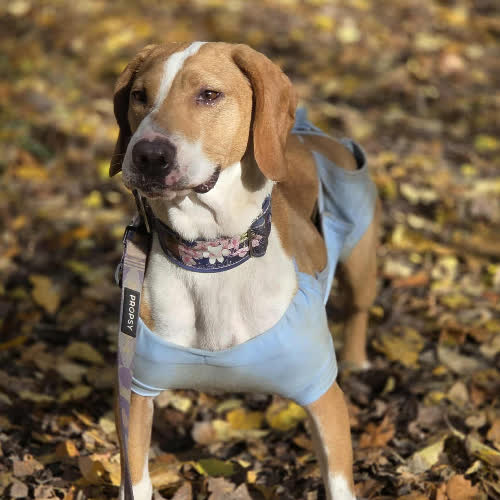 Psy ze schroniska do adopcji Gończy Hygena 