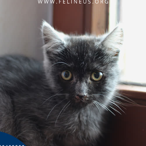 Koty ze schroniska do adopcji Dobrawa