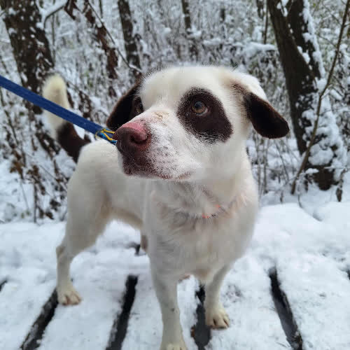 Psy ze schroniska do adopcji Maksiu