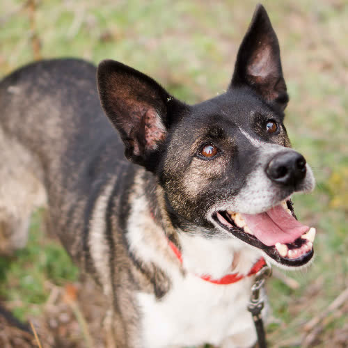 Psy ze schroniska do adopcji Salto