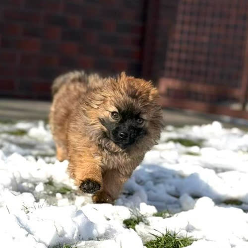 Psy ze schroniska do adopcji Fiona 