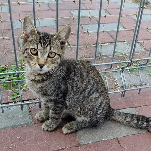 Koty ze schroniska do adopcji Muchomorek