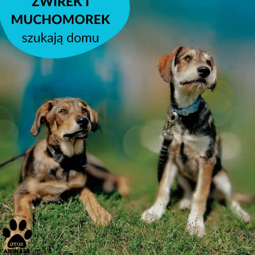 ŻWIREK I MUCHOMOREK
