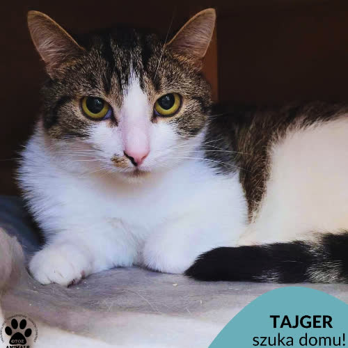 Koty ze schroniska do adopcji Tajger