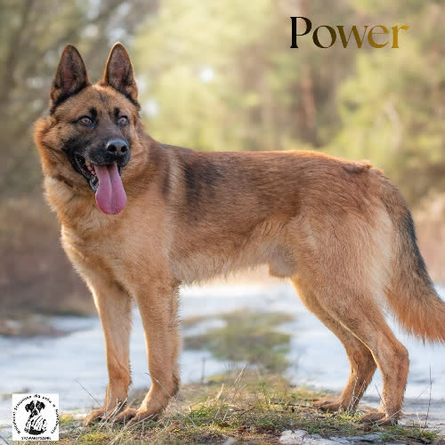 Psy ze schroniska do adopcji Bystry POWER 