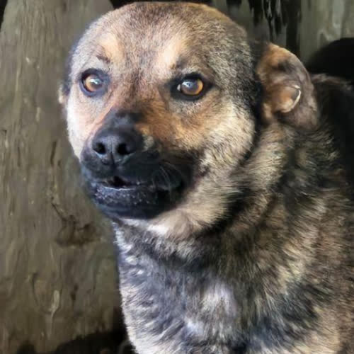 Psy ze schroniska do adopcji Henio