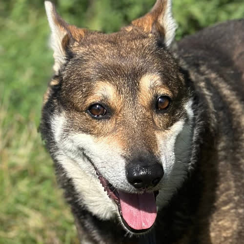 Psy ze schroniska do adopcji Nero