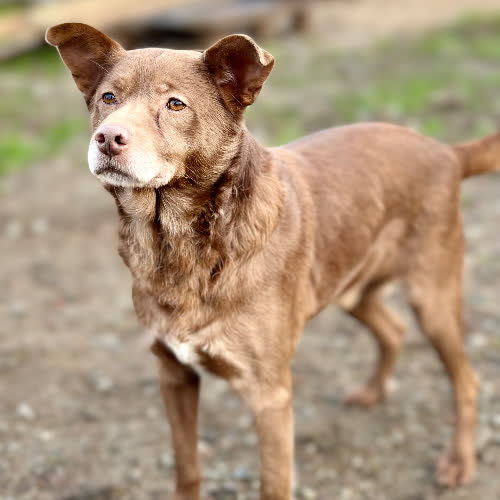 Psy ze schroniska do adopcji Reksio