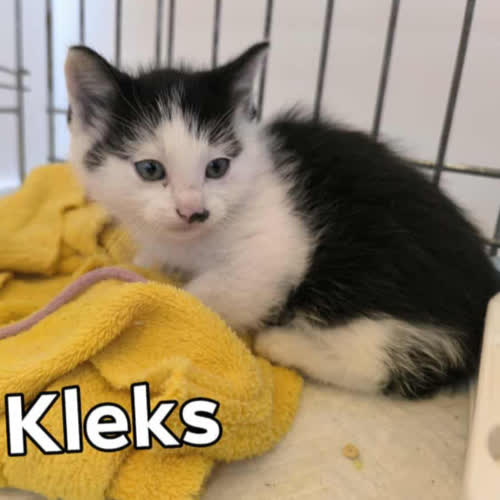 Koty ze schroniska do adopcji Kleks