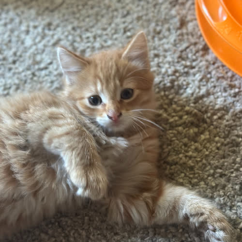 Koty ze schroniska do adopcji Rafi