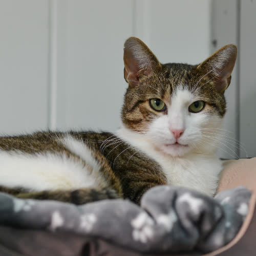 Koty ze schroniska do adopcji Lucky