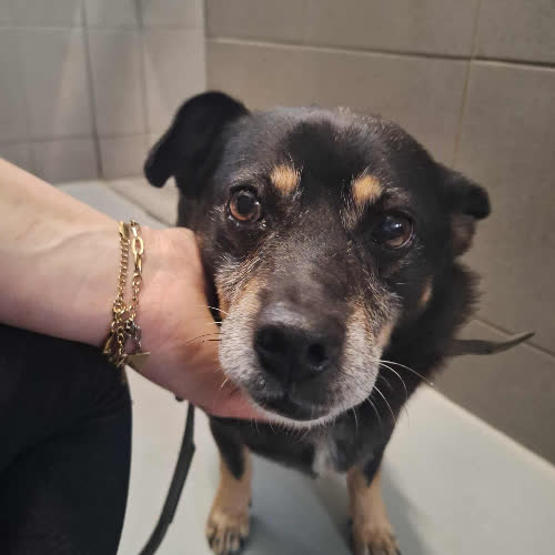 Psy ze schroniska do adopcji Token